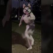 Ai Husky Dog Dancing