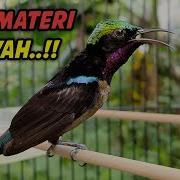 Suara Burung Kolibri