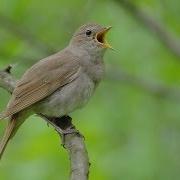 Гамзатов Песня Словья
