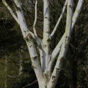 Жамиля Муратова Ак Кайың