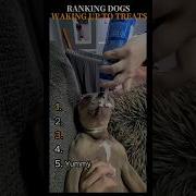 Амитокоситаайай