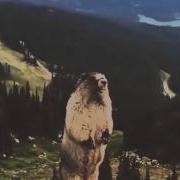 Суслик Кричит Аааааааааа