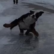 Drifting Phonk Dog