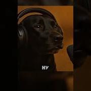 Нихуя У Тебя Волына Барбос