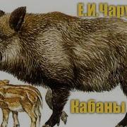 Е И Чарушин Кабан