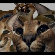 Шлема Гоша Кар Эффект