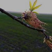 Весна В Степи