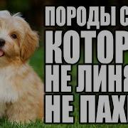 Линька