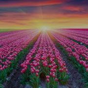 Музыка Про Цветы Без Слов