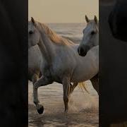 Годы Кони Когда Стихи Становятся Песней