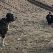 Итлар Жанги