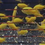 Танец Золотых Рыбок Щедрина