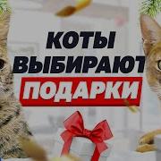 Вечеринка У Котов