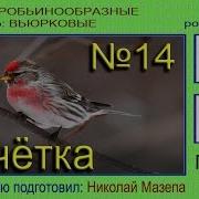 Чечетка Манок