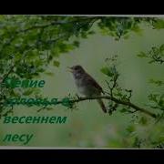 Булбулдун Сайраганы