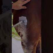 Это Не Краска Это Клеймо