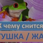 Жабы Снятся