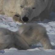 Песня Про Белого Медведя