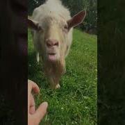 Ебобоный Козел