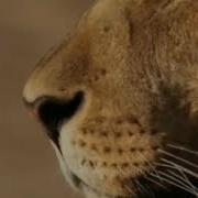 Хая Бина Нахлю Нашид