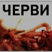 Огонёк Червь