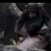 Жопа Чешется Обезьяна