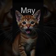 Озвучка Для Кошек