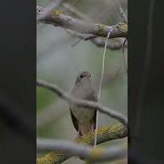 Чахчат Булбулон