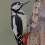 Тоқылдақ Даусы