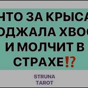 Струна Тарот Новые