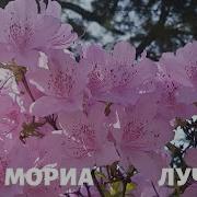 Лучшая Музыка Поля Мариа