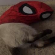 Meme Cat