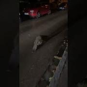 Оо Курва Я Пердоле