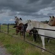 Морин Хур Музыка