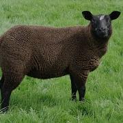 Қойдың Дауысы