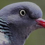 Көгершіннің Дауысы