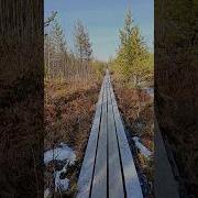 Вишня У Окна