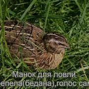Перепелка Голос Самки