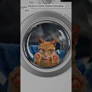 Песенка Кота Умываюсь
