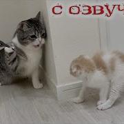 Эти Кошки Они Смеялись