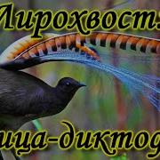 Лирохвост Пение