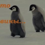 В Антарктиде Льдины Землю Скрыли