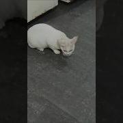 Рубицкий Кот И Мышь