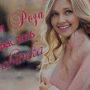 Алая Роза Красивая Премьера