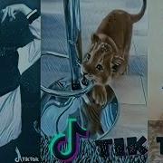 Лев Tenca Тик Ток