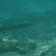 Barracuda Attack