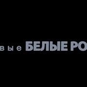 Белые Розы Новинка