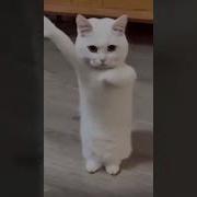 China Music Dance