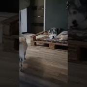 Смешная Озвучка Собака В Луже