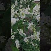 Черемуха Кашин